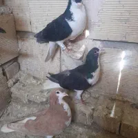 کاشمری