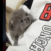 گربه بیریتیش|گربه|پردیس, فاز ۳|دیوار