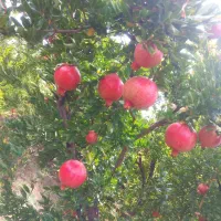 انار قرمز ناب