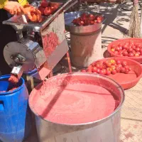 رب خانگی