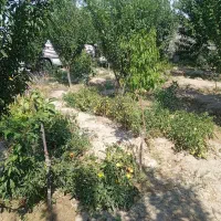 باغ-درشبستر