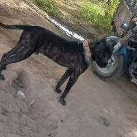 سگ پیتبول|سگ|میاندوآب, |دیوار