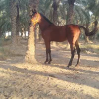 نریان دوسر زیبای|اسب و تجهیزات اسب‌سواری|شادگان, |دیوار