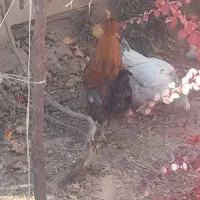 خروس برهما|حیوانات مزرعه|مشهد, باغ فراگرد|دیوار