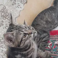 گربه|گربه|نیشابور, شهرکهنه|دیوار