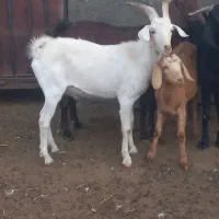 بزغاله سانن