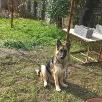 واگذاری سگ ژرمن