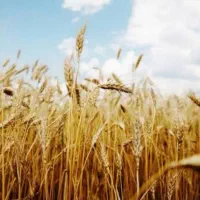 گندم بذری ده دشت چناب کوهدشت ذهاب