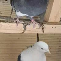 کفتر