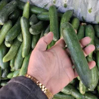 خیار محلی ۲۸ت و ۱۵ت|حراج|جهرم, |دیوار