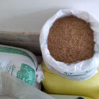 گندم  فرانسوی نودل  بذر ی