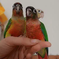 گرینچیک های دوست داشتنی خاص