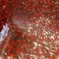 ماهی قرمز عید|ماهی|کشکوئیه, |دیوار