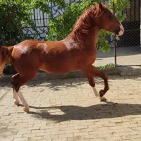 نریان سه سال و هشت ماهه|اسب و تجهیزات اسبسواری|تویسرکان, |دیوار