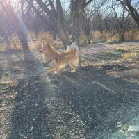 واگذاری رایگان