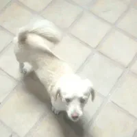 سگ بازیگوش اپارتمانی کم صدا|سگ|کاشان, یزدآباد|دیوار