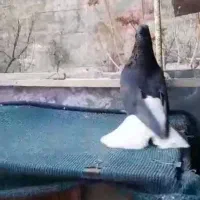 دم سفید|پرنده|رامند, |دیوار