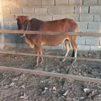 گاو ماده سه ماهه باردار