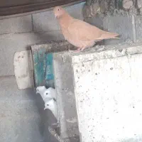 جوجه درجای زرد|پرنده|میناب, |دیوار