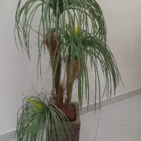 گلدان طرح هخامنشی و درختچه نخل مصنوعی