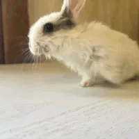 خرگوش|موش و خرگوش|زرندیه, |دیوار