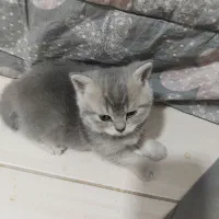 اسکاتیش بریتیش صورت خرسی|گربه|بیرجند, |دیوار