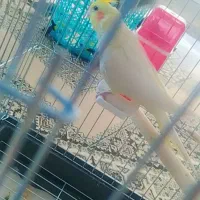 عروس هلندی ماده|پرنده|برخوار, |دیوار