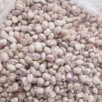 لوبیا وعدس ونخود