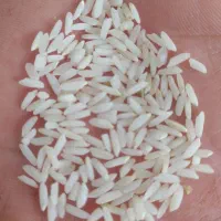 برنج علی کاظمی