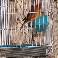 قناری سرخ