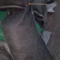 سلنک خشک خشک|لوازم جانبی حیوانات|میناب, |دیوار