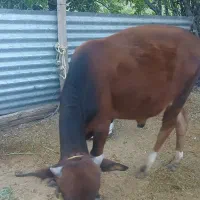 گوساله‌نر‌‌.رابر