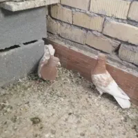 جفت کله زردزات قدیم|پرنده|سیدان, |دیوار