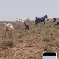 یک عدد بز پاکستانی با چبش پاکستانی اصل فروشی
