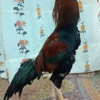 خروس لاری اصل