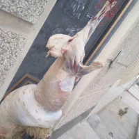 قصاب سیار ذبح گوسفند ،کهره و بره