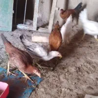 جوجه خروس نچه