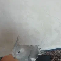 پرنده دستی با قفس|پرنده|تهران, مشیریه|دیوار