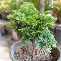 بونسای کاج نانا