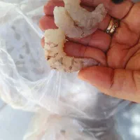 میگو دریایی