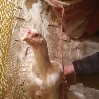 مرغ لاری تخمگذار|حیوانات مزرعه|مشهد, رده|دیوار