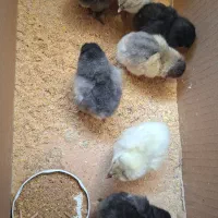 فروش جوجه ایسبار