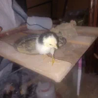 تخم مرغ نطفه دار گلین|حیوانات مزرعه|نجف‌آباد, یزدانشهر|دیوار