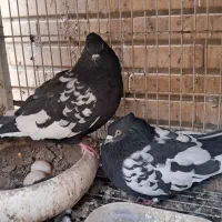 کبوتر سینه ای|پرنده|اصفهان, امامزاده اسماعیل|دیوار