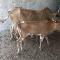 گاو
