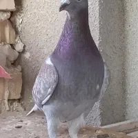 کبوتر آلمانی مسافتی ماده سرخریچ .نر قوریگی