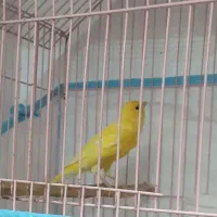قناری|پرنده|رشت, دیانتی|دیوار