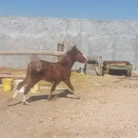 کره‌مادیون‌۱۰ماهه‌‌