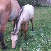 اسب مادیان همراه کره نریان