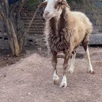 بره ماده